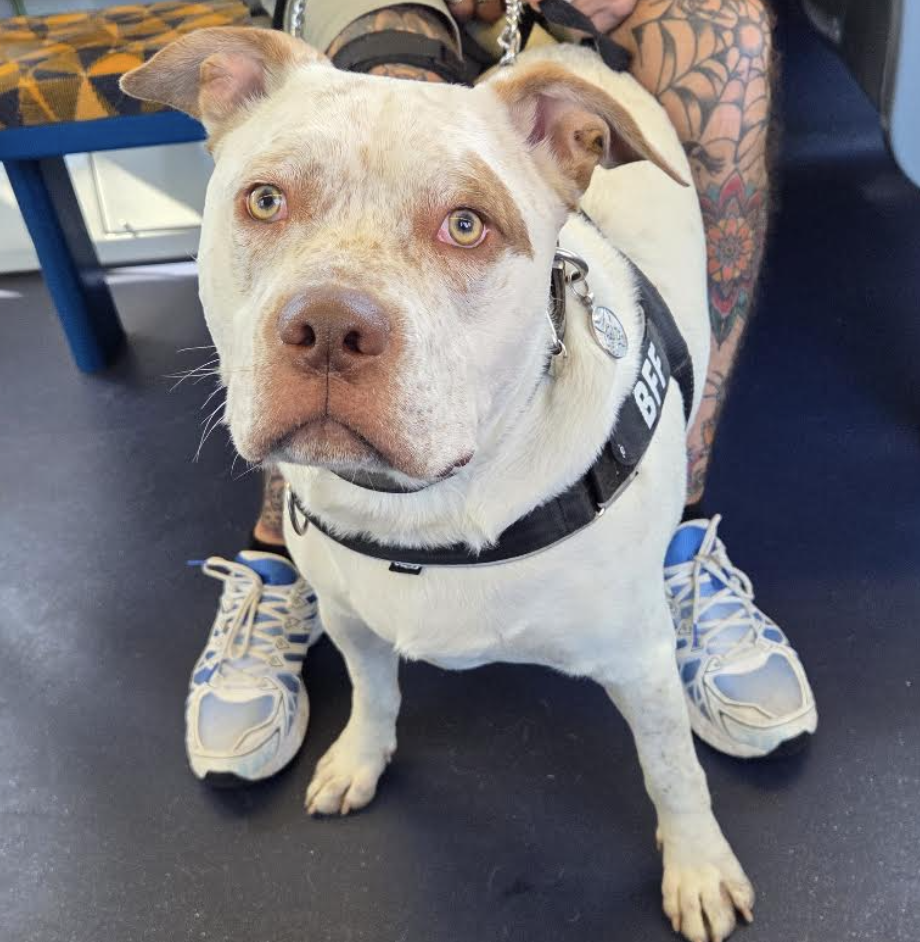 Henry, a beautiful white and brown pit bull with green eyes